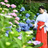 熊野那智大社の紫陽花祭