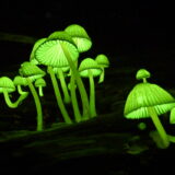 闇夜に光るシイノトモシビタケ