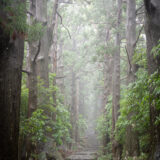 幻想的な大門坂
