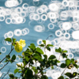 ゆかし潟のハマボウ