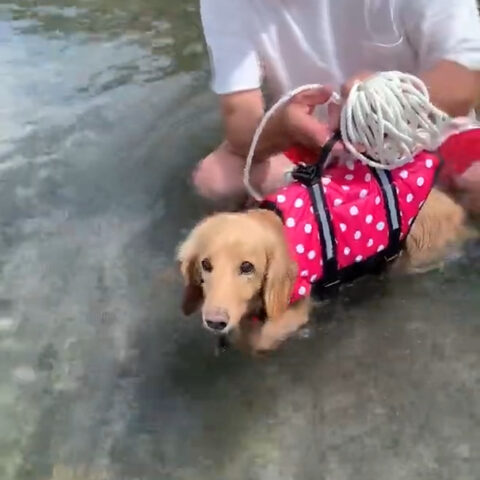 らんちゃん(12才)