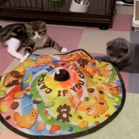 あんちゃん(11ケ月)とまるちゃん(5ケ月)