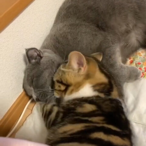 あんちゃん(11ケ月)とまるちゃん(5ケ月)