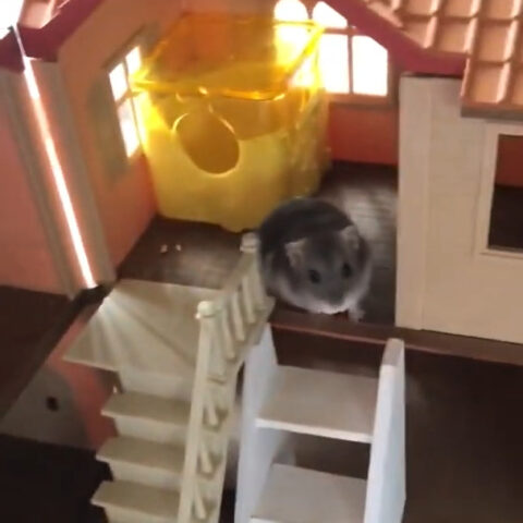 まっちゃん(7ケ月)