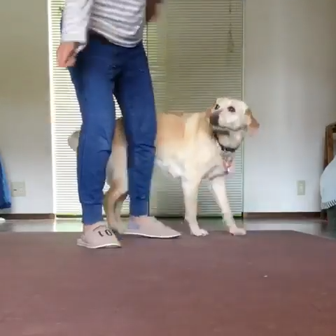 スーコちゃん(8才)