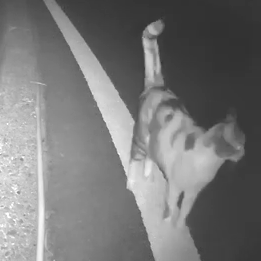 まれちゃん(5才)