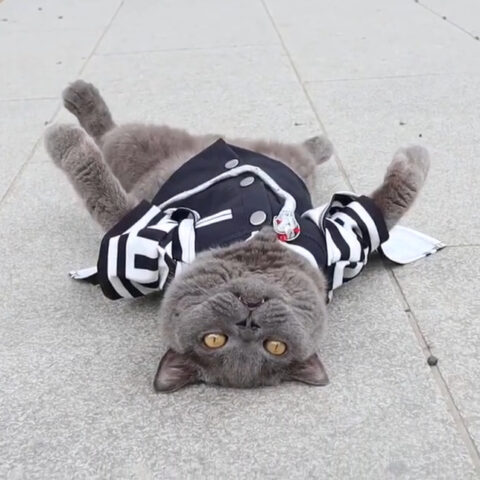 シラスちゃん(9才)