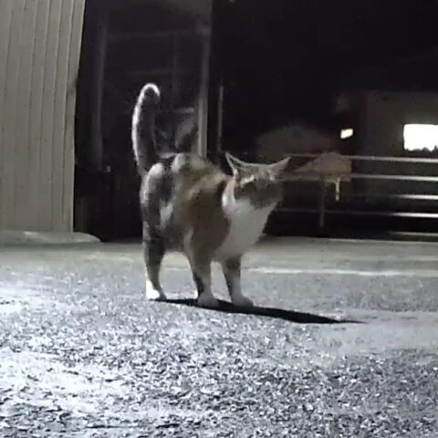 まれちゃん(5才)