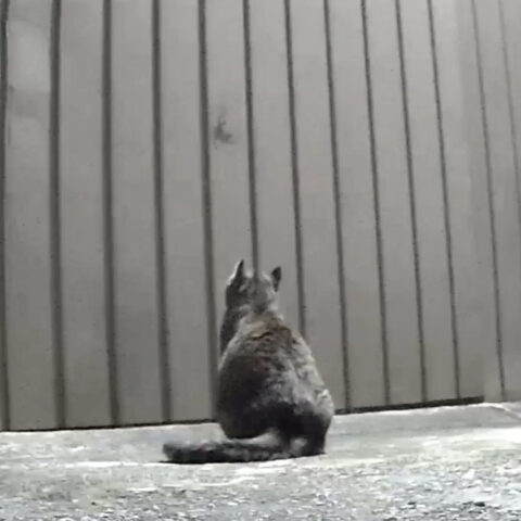 メイちゃん(8才)