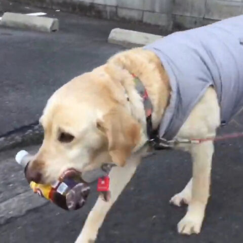 スーコちゃん(8才)