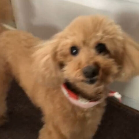 ココちゃん(7才10ケ月)