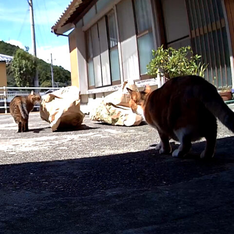 まれちゃん(5才)