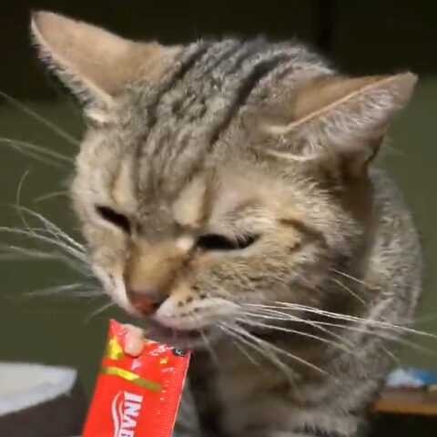 トロちゃん(9才)