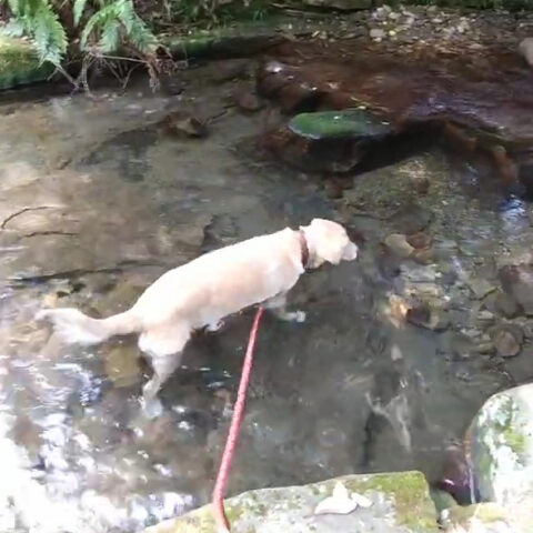 くぅちゃん(7才)