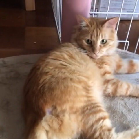 幸之助ちゃん(2才)