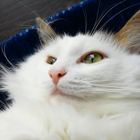 にゃんさん(3才)