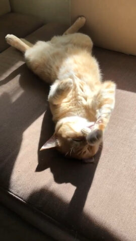 むぎちゃん(3才)