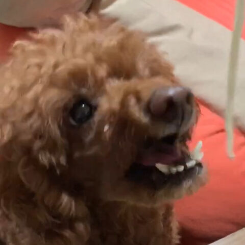 マルテちゃん(11才)