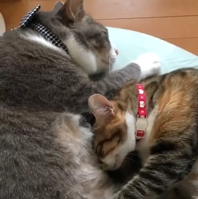 銀太ちゃん(7才)と小梅ちゃん(6才)