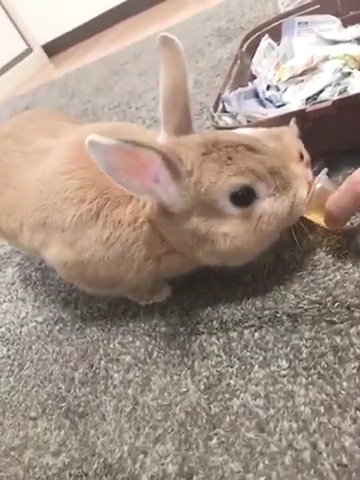 といといちゃん(3才)とリャンちゃん