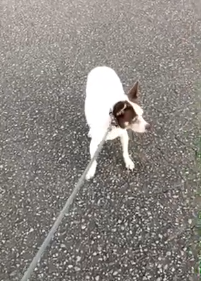 ブルースちゃん(8才)