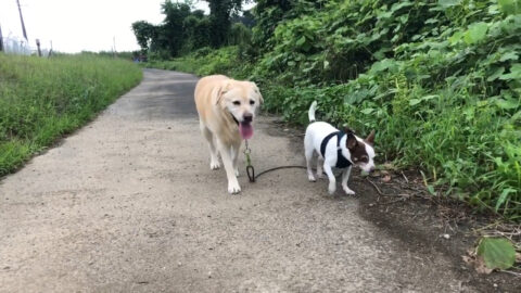ブルースちゃんとクリスタちゃん