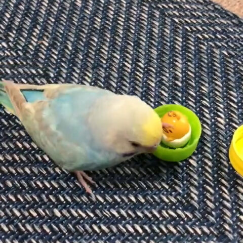 そらくん(3ケ月)