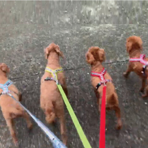 (右から) マルテちゃん(11才)、ムーンちゃん(13才)、メルクリオちゃん(11才) 、サンちゃん(15才)