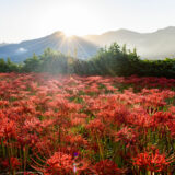 稲葉根王子近くのヒガンバナ