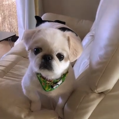 ペキちゃん(7才)