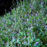 ナギナタコウジュの花