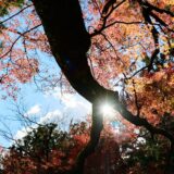 阿弥陀寺の紅葉