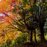 カエデの巨木が紅葉