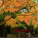 稲葉根王子の紅葉