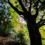 紅葉までもう少し