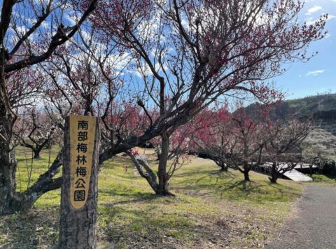おでかけリポート 梅の花といももちで紀南の春を満喫 Agara子育て応援ひろば