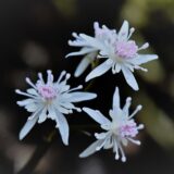 早春の花「小芹葉黄蓮」