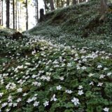 清楚な花に癒されます「梅花黄蓮」