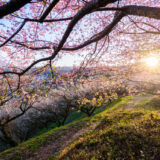 三栖王子跡の桜と梅
