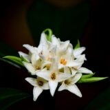 ほのかな香り漂う「胡椒ノ木」