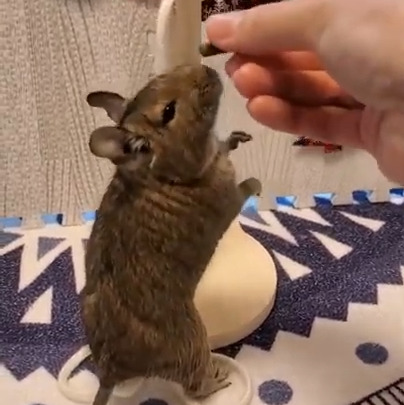 とろろちゃん(9ケ月)