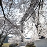 桜と大鳥居