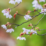 本宮のクマノザクラ