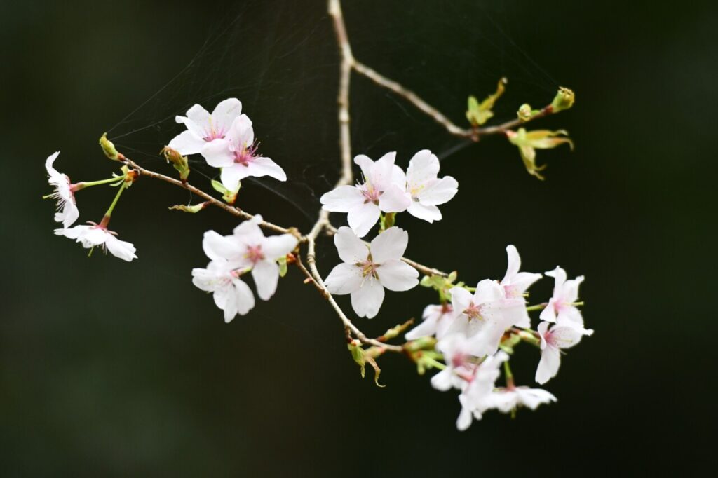 ヤマザクラと違い、葉が茂る前に花が咲きます。花の色は木によって、白っぽかったりピンクが濃かったりします