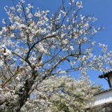 草堂寺の桜