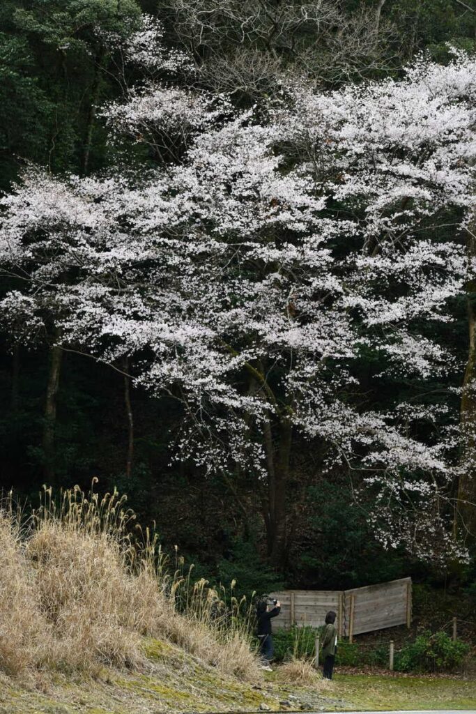 クマノザクラのタイプ標本木。池野山環境衛生センターから古道に入らず、舗装路をそのまま進むとあります。