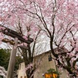 大斎原の桜（２）