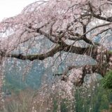 野長瀬家のシダレザクラ