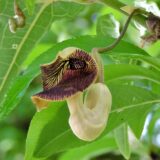 ウマノスズクサ