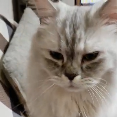 ここちゃん(2才半)